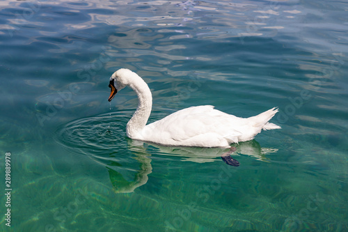 Swan on Lake Geneva, Switzerland. Beautiful white swan in clear transparent water.