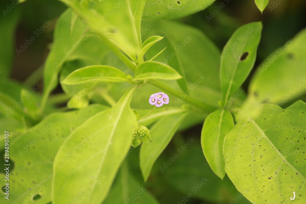 small flower surrounded with leafs small flower surrounded with leafs
