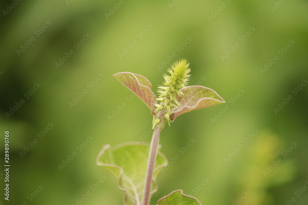 leaf on green background leaf on green background