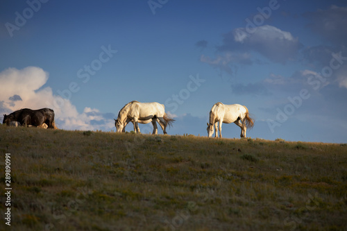 Skyline WIld Horses © Terri Cage 