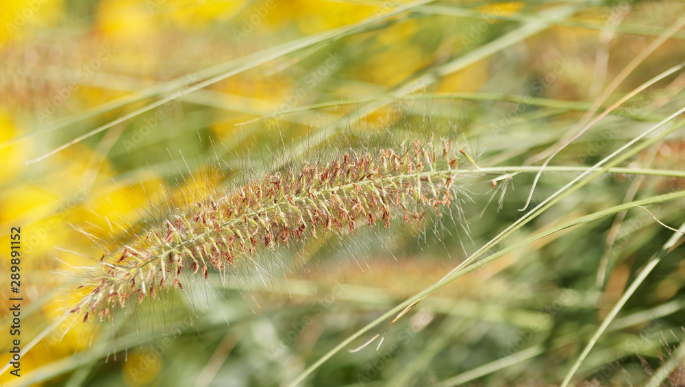 Pennisetum alopecuroides - Chinese fountaingrass or Chinese pennisetum with brownish flower spikes