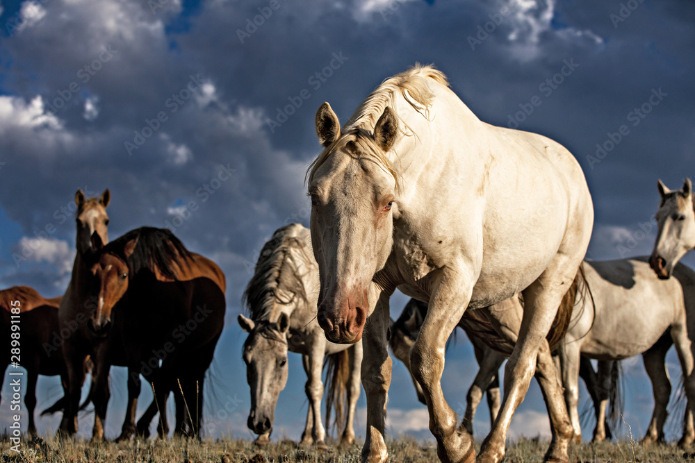 Obraz premium Curious Wild Horse 