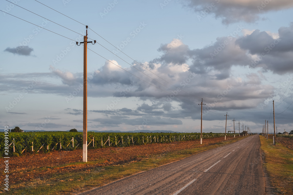 The road along the young vineyards in the sunset light The road along the young vineyards in the sunset light