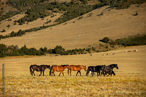 Wild Horses on The move © Terri Cage 