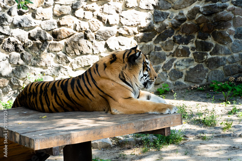 Siberian tiger, also known as the Amur tiger. photo