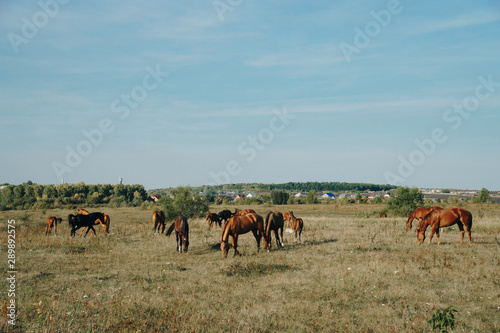 horses graze outdoors in the autumn field  © ShevarevAlex