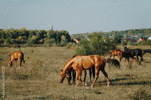 horses graze outdoors in the autumn field 