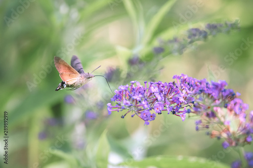 Hummingbird hawk-moth flying while feeding pink flower