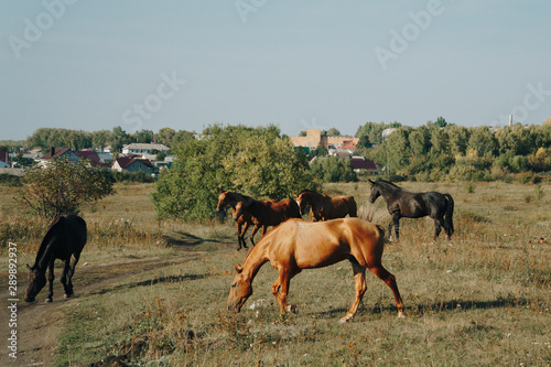 horses graze outdoors in the autumn field 