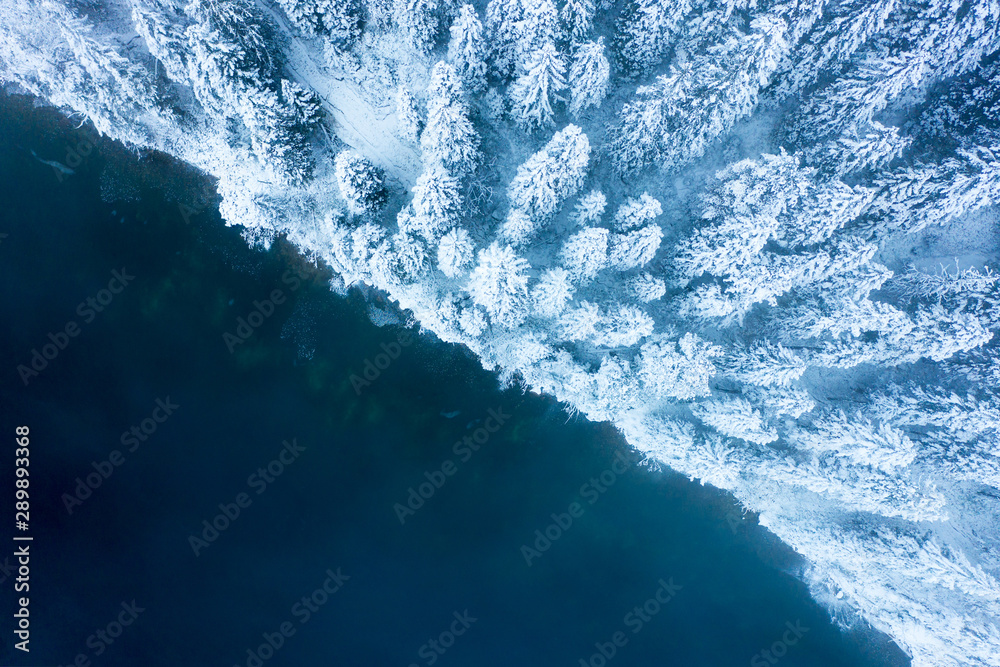Fototapeta Zimowy krajobraz lasu