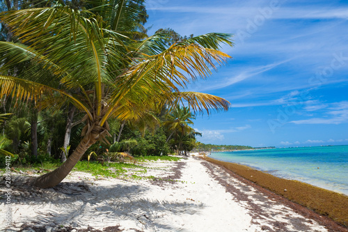 Inclined palm trees on wild coast of Sargasso sea  Punta Cana  Dominican Republic