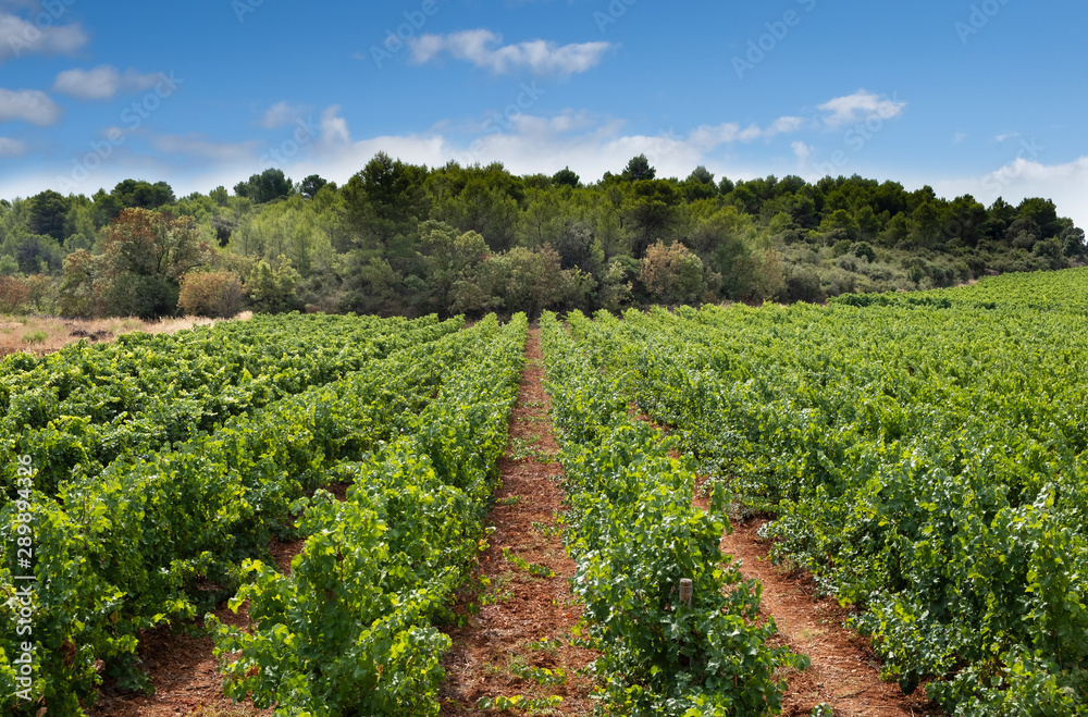 Φωτογραφία Vineyard with grapes, pinot noir growing in the Languedoc region of France, with