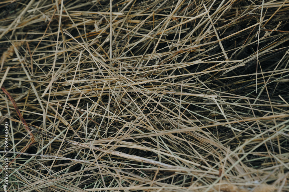 a lot of haystacks, preparing animal feed for the winter a lot of haystacks, preparing animal feed for the winter