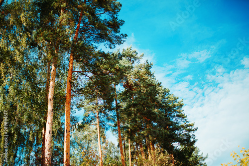 Image of pines, blue sky with clouds
