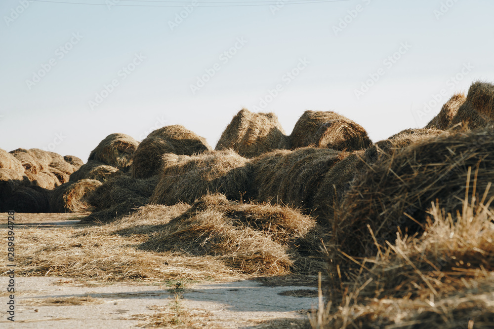 a lot of haystacks, preparing animal feed for the winter a lot of haystacks, preparing animal feed for the winter