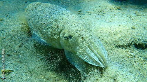 Common cuttlefish or European common cuttlefish (Sepia officinalis), Aegean Sea, Greece, Halkidiki photo