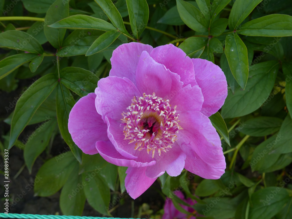 pink peony flower in garden pink peony flower in garden