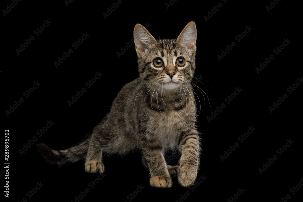 Playful Brown Kitten with tortoise fur with Curious face on isolated background