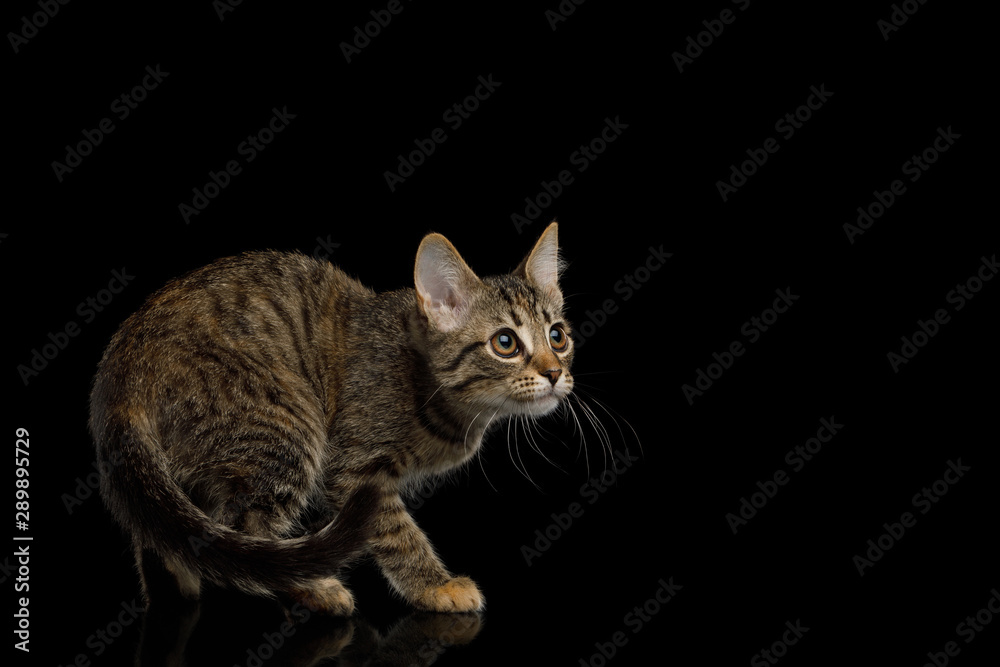 Brown Kitten with tortoise fur Crouching on isolated background, side view