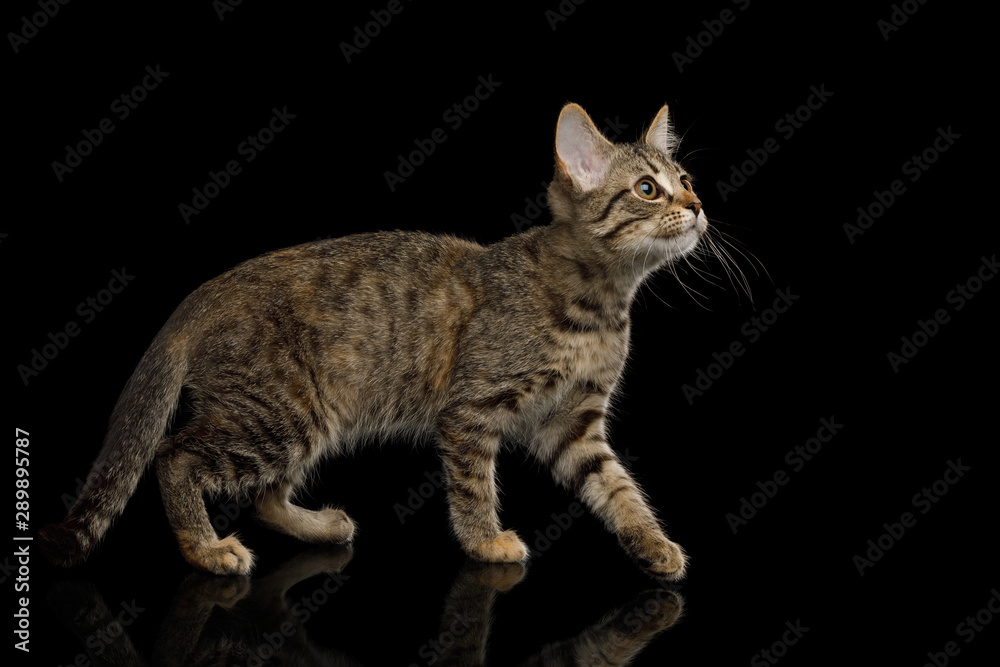 Brown Kitten with tortoise fur walk on isolated background, side view, full length Brown Kitten with tortoise fur walk on isolated background, side view, full length