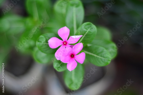 pink flower in the garden Spring