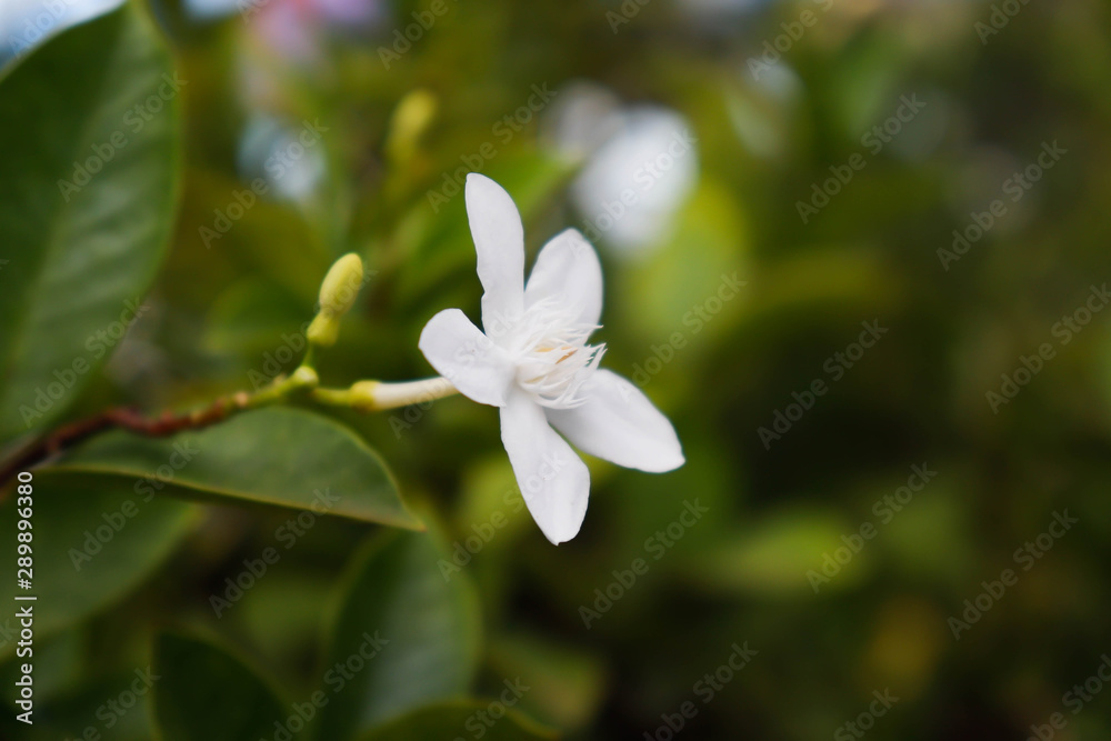 white flower white flower