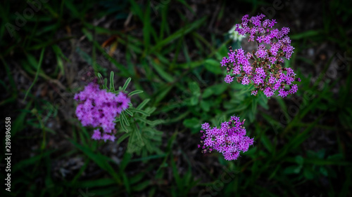 Flores coloridas en verano