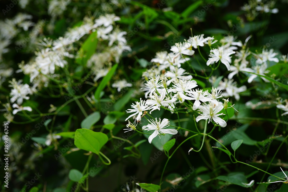 Small white flowers of Sweet Autumn Clematis Terniflora on the vine Small white flowers of Sweet Autumn Clematis Terniflora on the vine