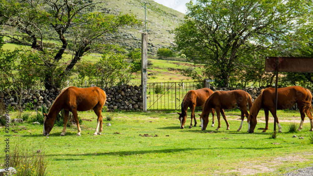 Familia de caballos en verdes campos
