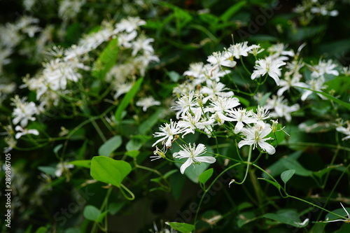 Small white flowers of Sweet Autumn Clematis Terniflora on the vine