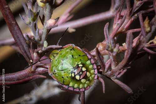 Young Nezara viridula on plant photo