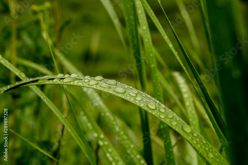 Rain Drop of Bending Blade of Grass