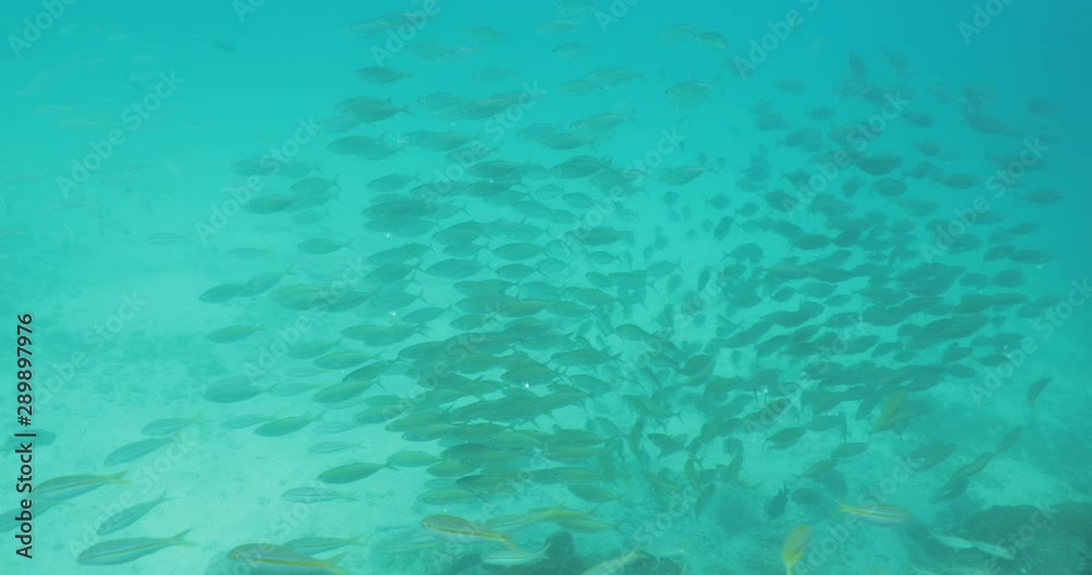 School of Scad, Sea of cotez, Mexico. School of Scad, Sea of cotez, Mexico.