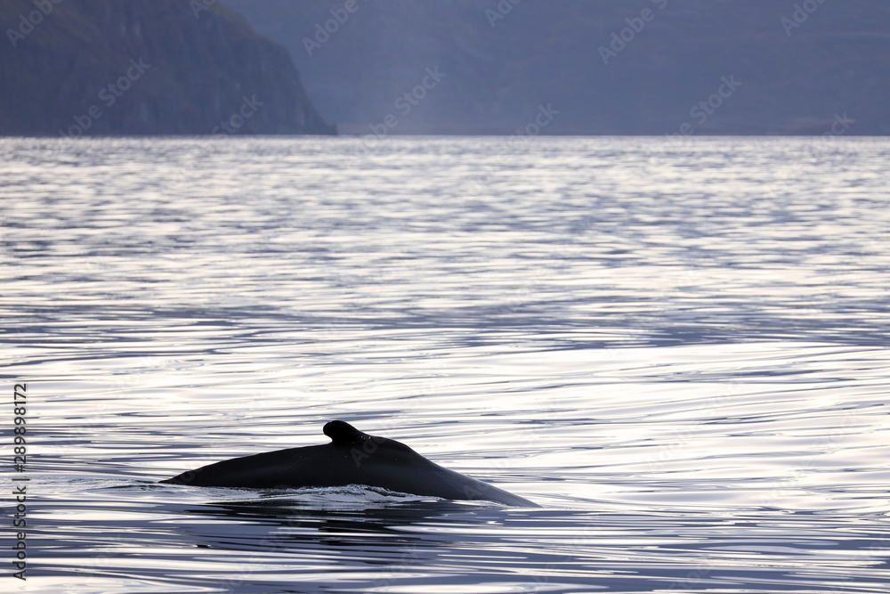 Fototapeta premium Whale watching in Husavik, Iceland, Europe