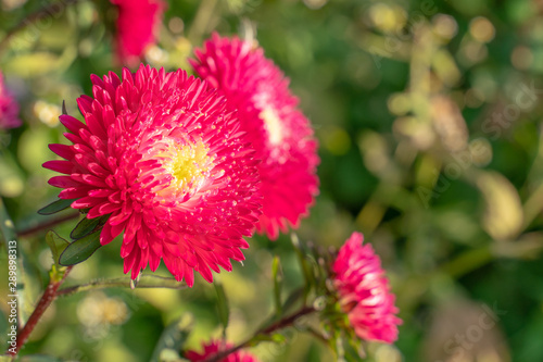 Red aster flower on a background of green foliage