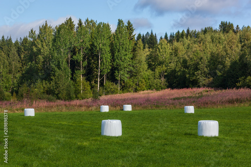 Rural landscape with hay bales packed in white plastic on the field with green grass surrounded with the dense forest, North Karelia in Finland.