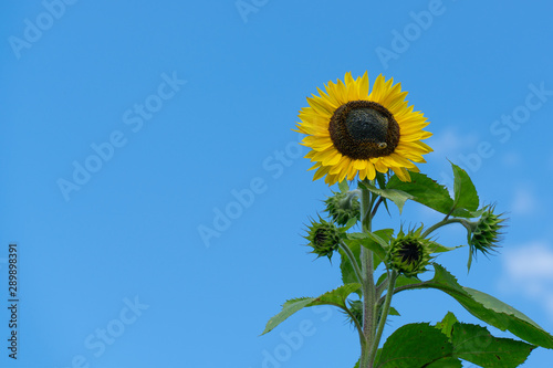 Bee sitting on a flower of a sunflower against a blue sky