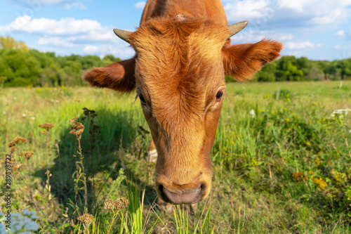 Head of a brown cow grazing in a green meadow, close up