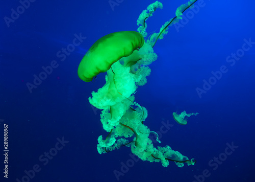 Colorful glowing pacific sea nettle, chrysaora fuscesens in deep blue water.