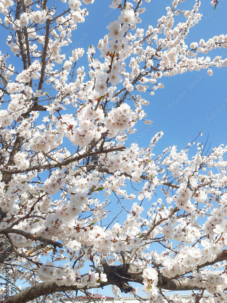 Blooming almond tree background. Spring or summer beautiful concept. Blooming almond tree background. Spring or summer beautiful concept.