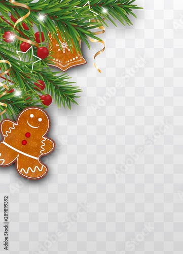 Xmas decoration of Christmas tree branches with gingerbread cookies, holly berries and golden ribbons on transparent background. Vector