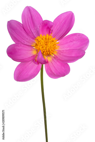 dahlia flower isolated