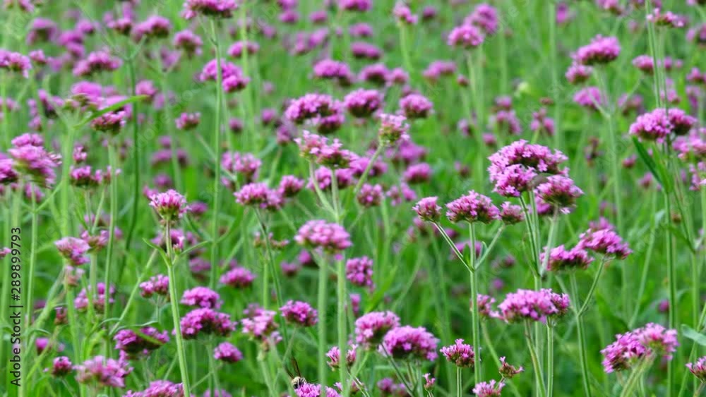 4K Violet flowers of VERBENA BONARIENSIS nature backgound 4K Violet flowers of VERBENA BONARIENSIS nature backgound