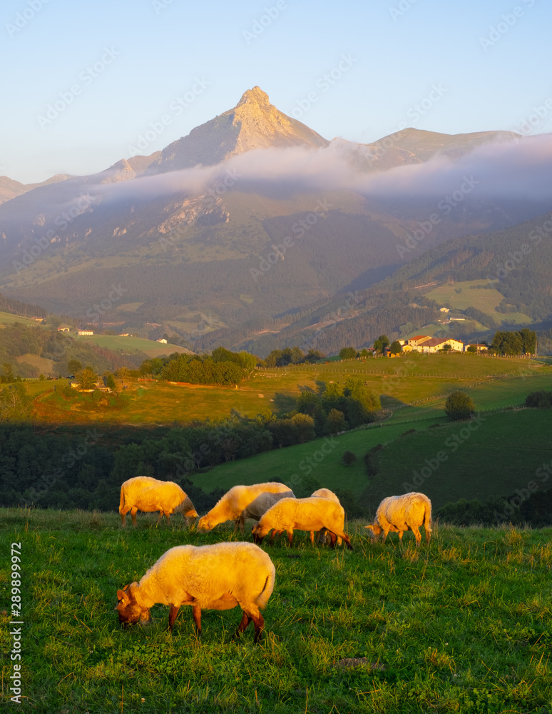 Sheep in lazkaomendi with the Sierra de Aralar and Mount Txindoki in the background, Euskadi