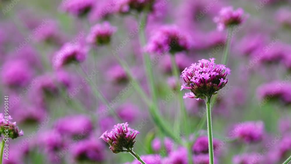 4K Violet flowers of VERBENA BONARIENSIS nature backgound 