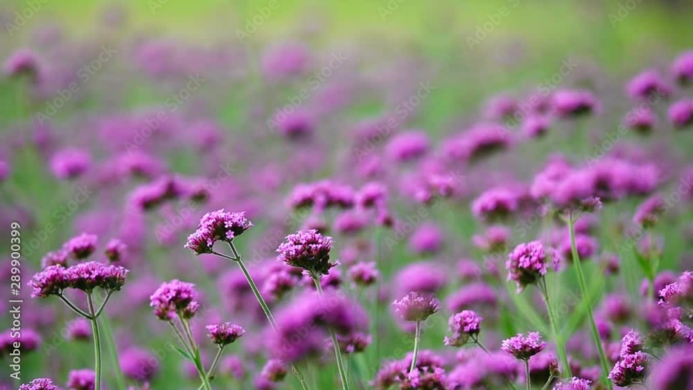 HD 1080p super slow Violet flowers of VERBENA BONARIENSIS nature backgound HD 1080p super slow Violet flowers of VERBENA BONARIENSIS nature backgound
