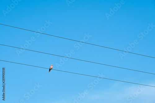  A dove sitting on the cable against a clear blue sky. 