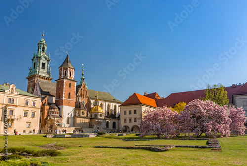 Wawel cathedral and castle with blooming magnolia tree, sunny day, Krakow, Poland