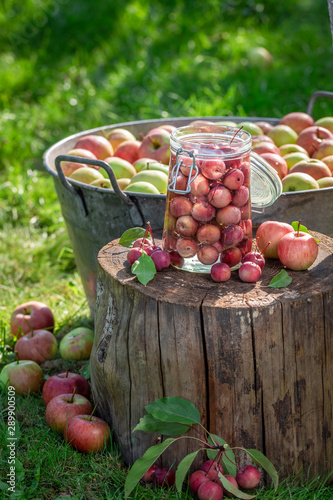 Ingredients for canned apples in the green garden photo