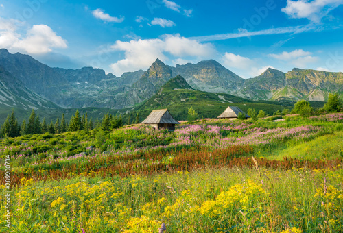 Mountain landscape, Tatra mountains panorama, Poland colorful flowers and cottages in Gasienicowa valley (Hala Gasienicowa), summer